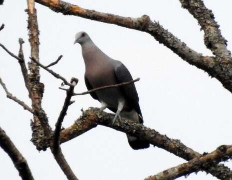 Image of Afep Pigeon