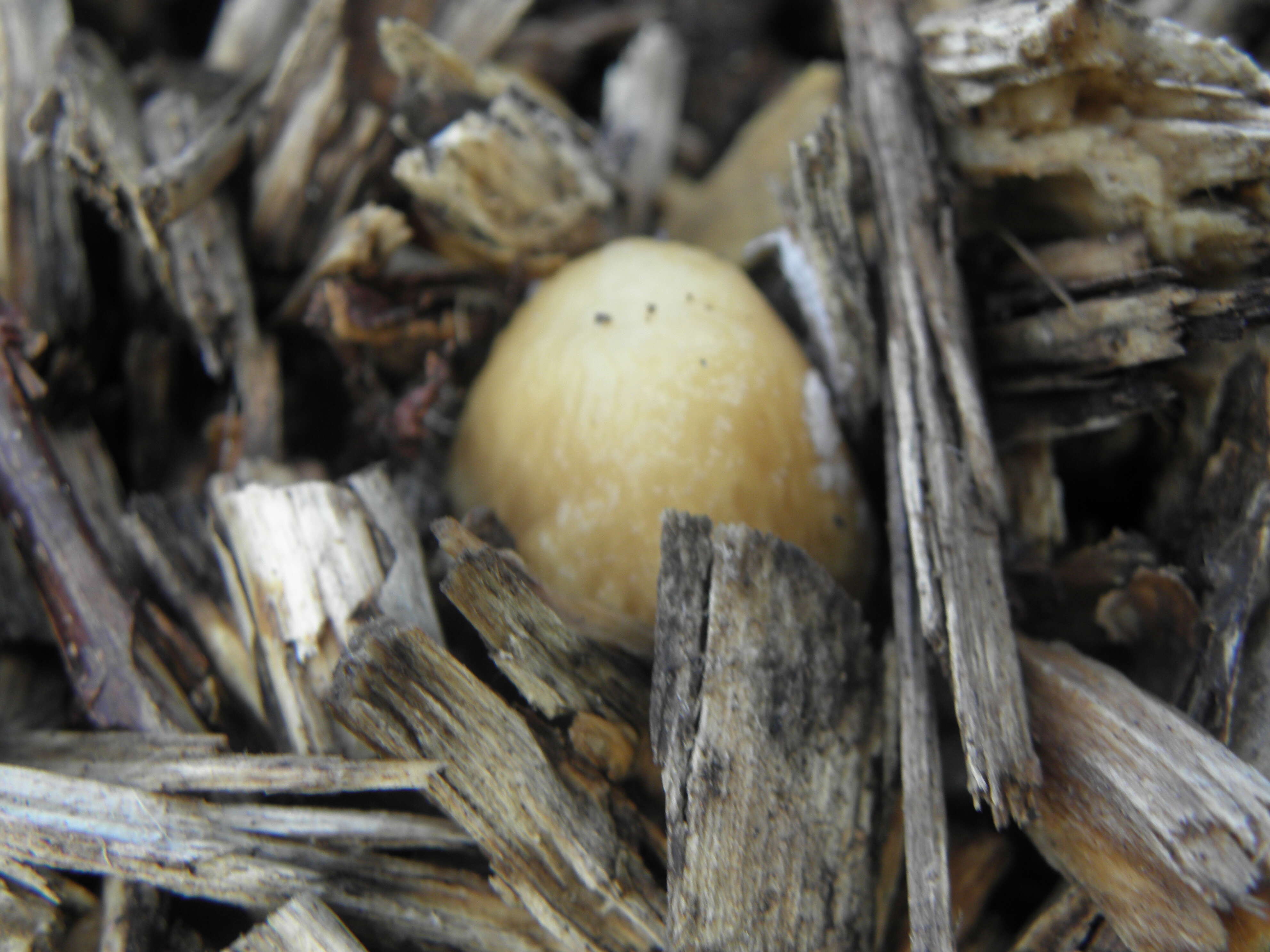 Image of Wrinkled Fieldcap