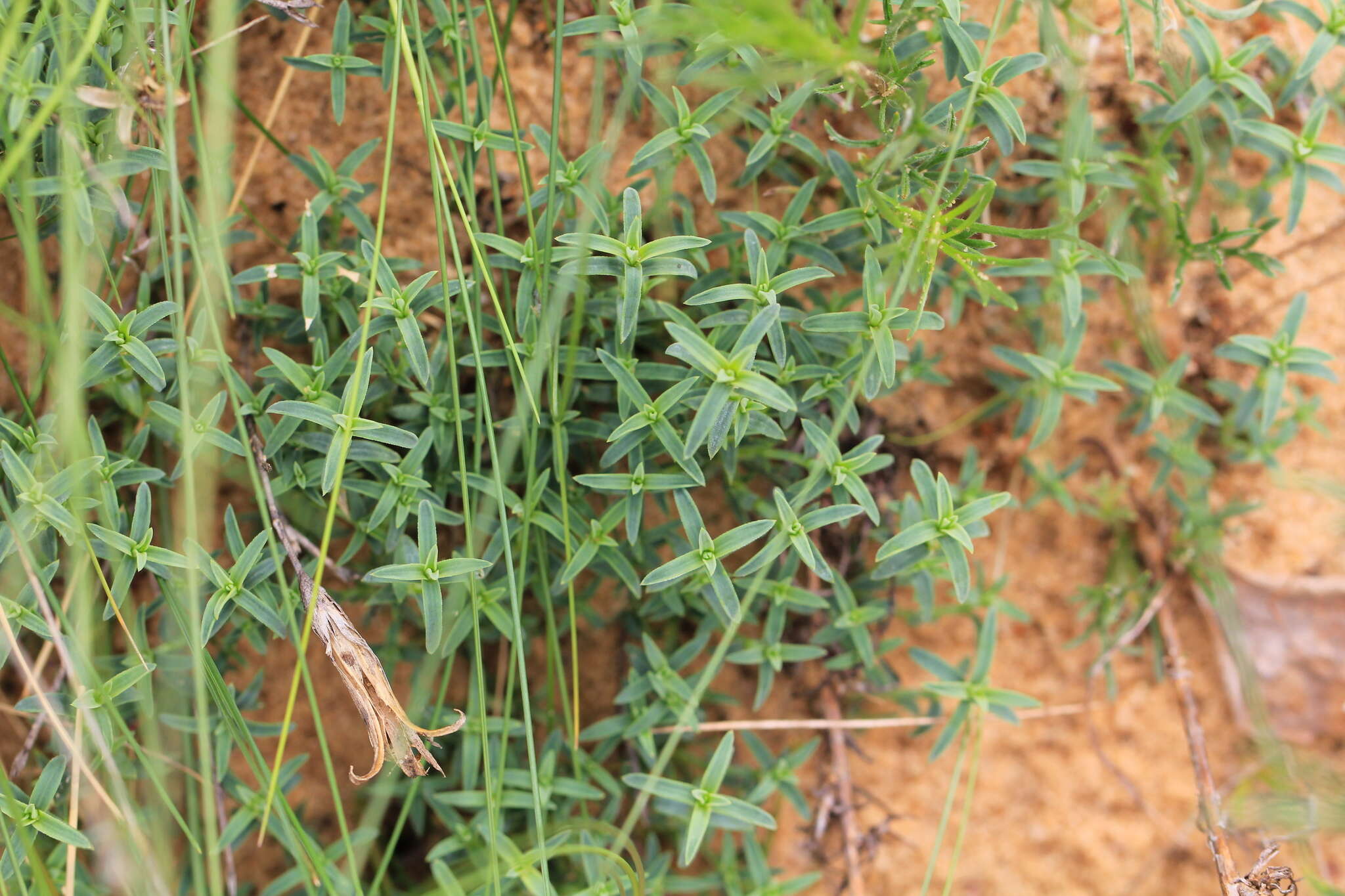 Dianthus squarrosus Bieb.的圖片