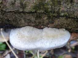 Image of Trametes pubescens (Schumach.) Pilát 1939