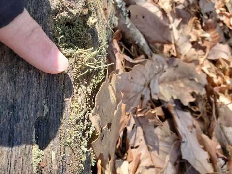 Image of cup lichen