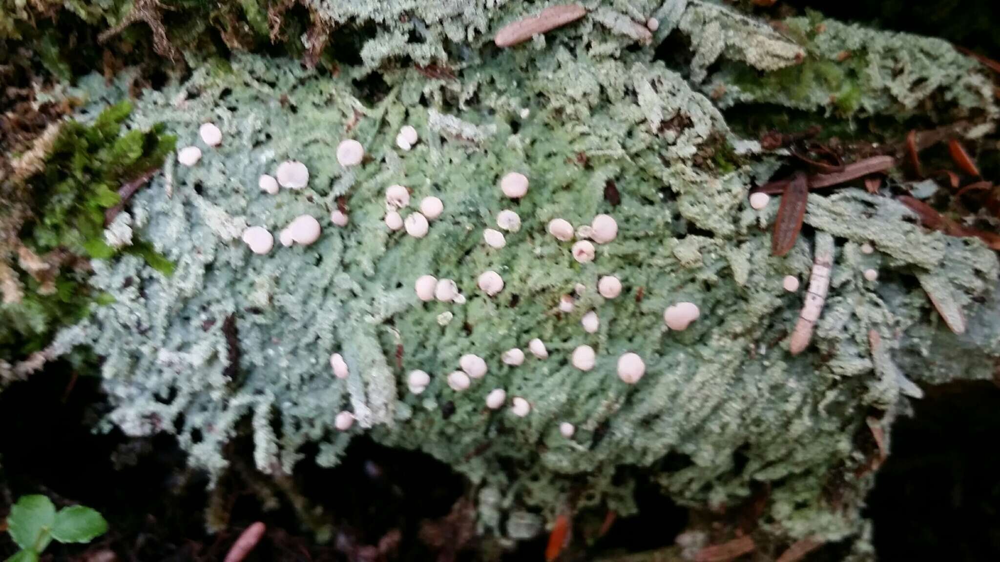 Image of peppermint drop lichen