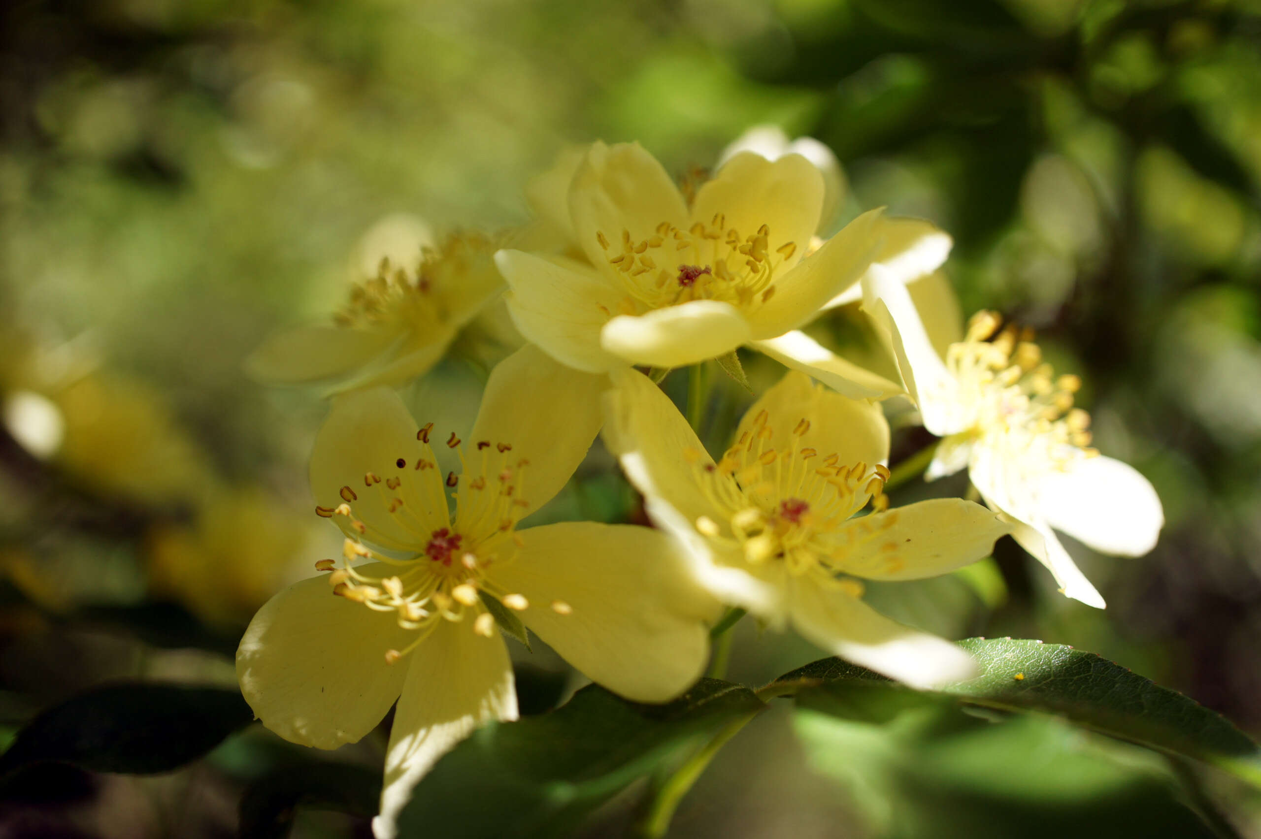 Image of Banks’ Rose