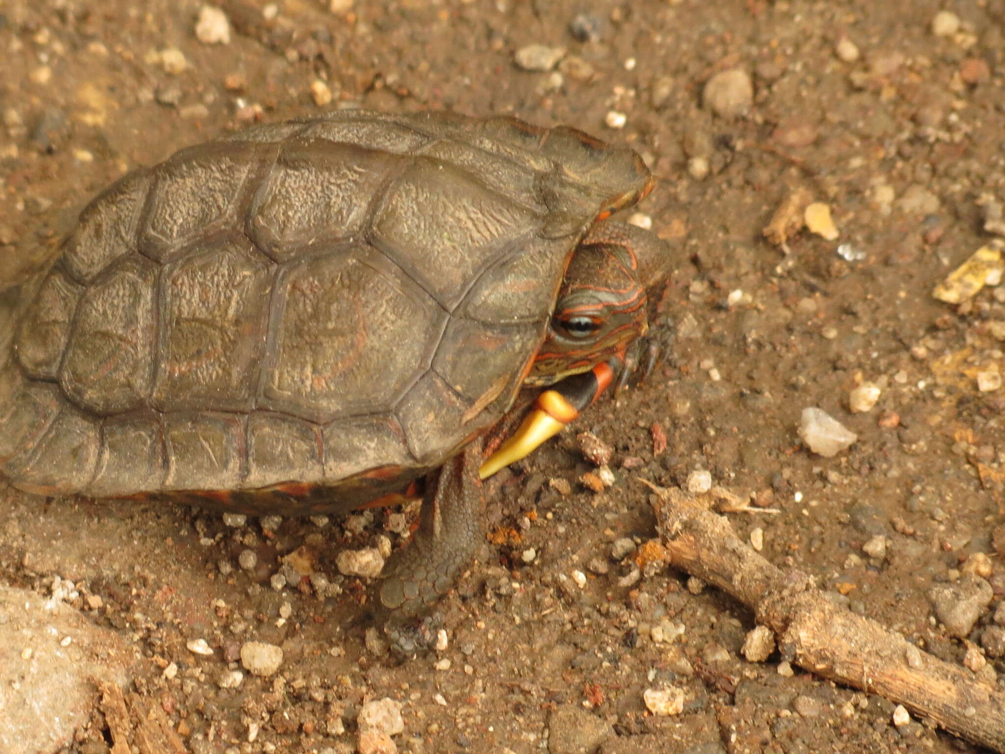 Image of Central American wood turtle