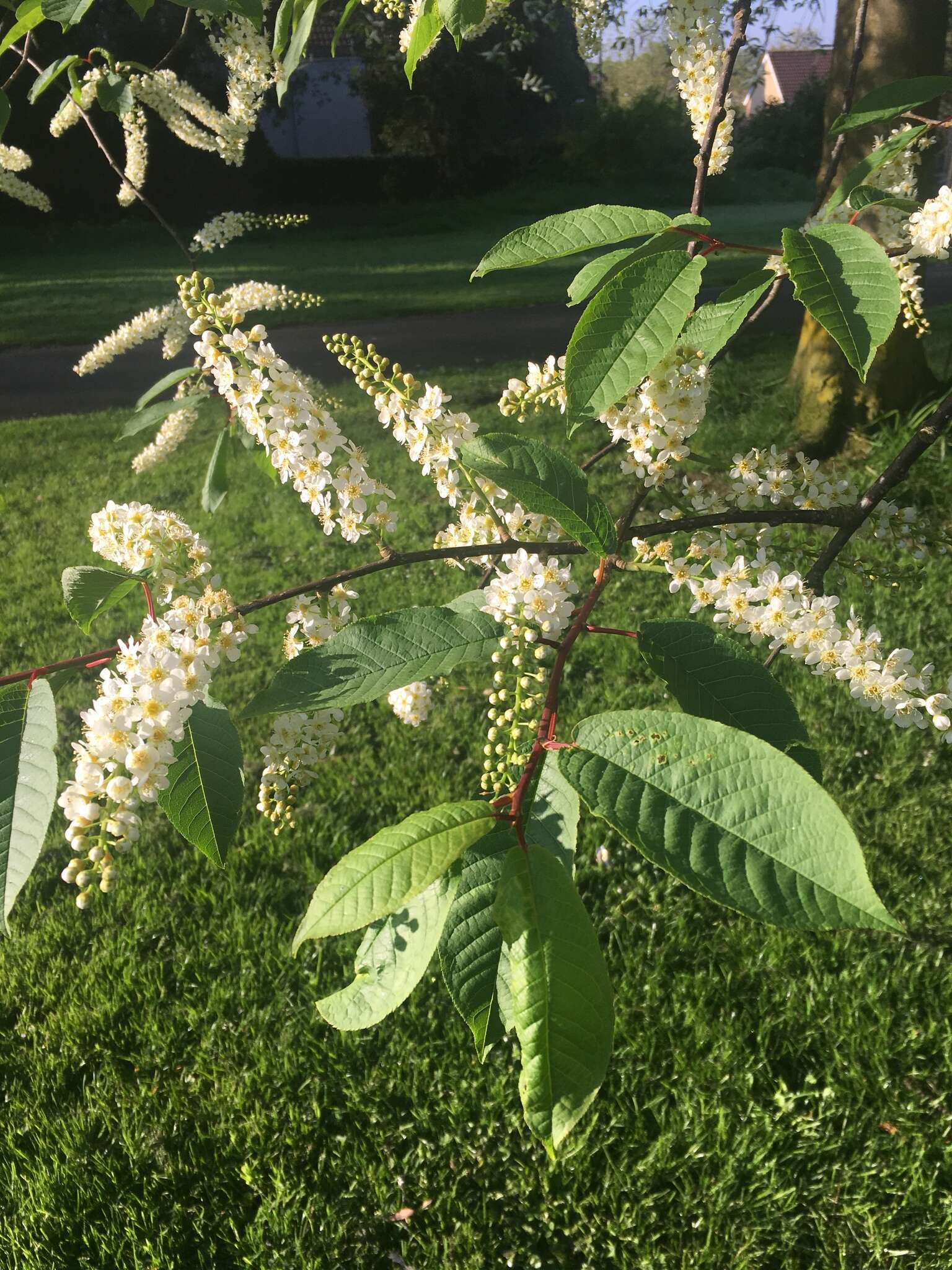 Prunus padus L. resmi