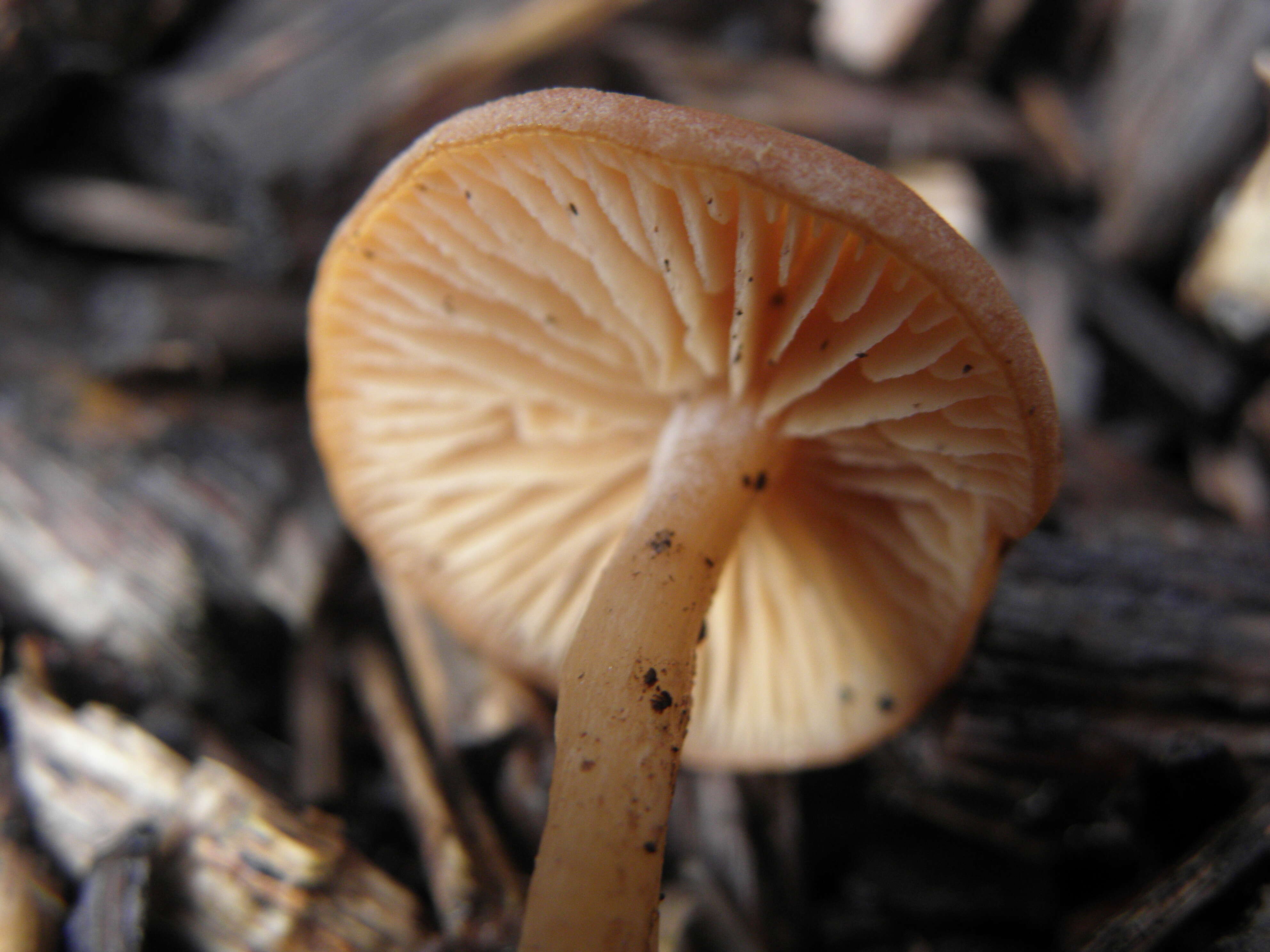 Image of Tubaria furfuracea (Pers.) Gillet 1876