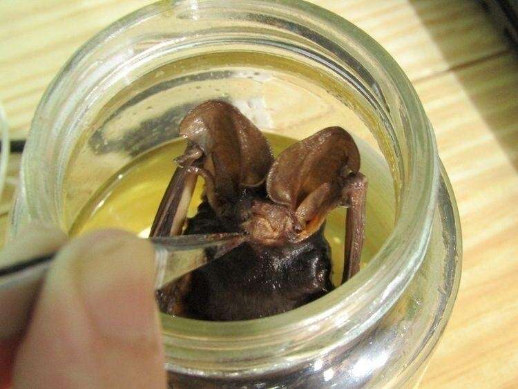 Image of Tropical Big-eared Brown Bat