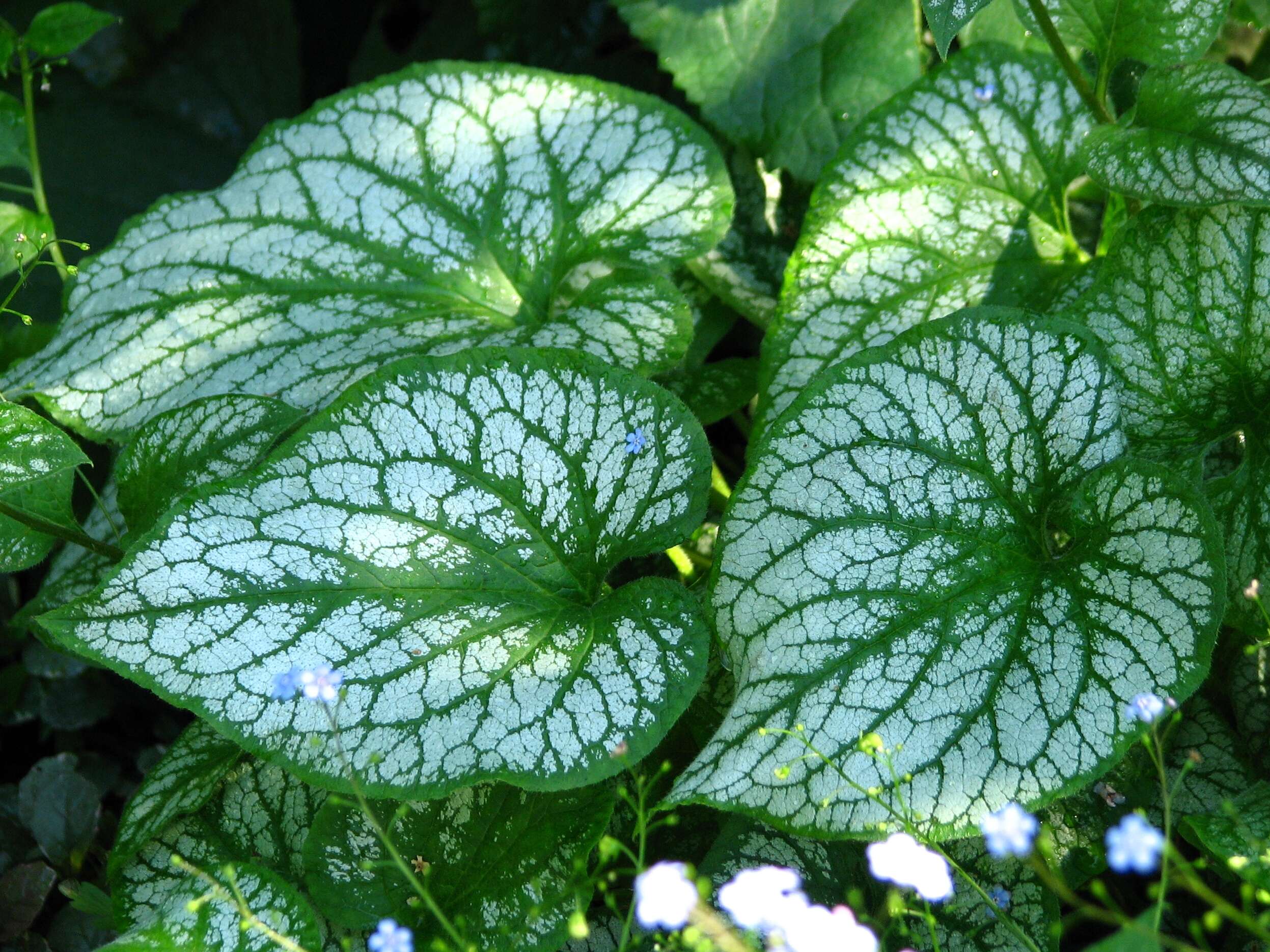 Plancia ëd Brunnera macrophylla (Adams) I. M. Johnst.