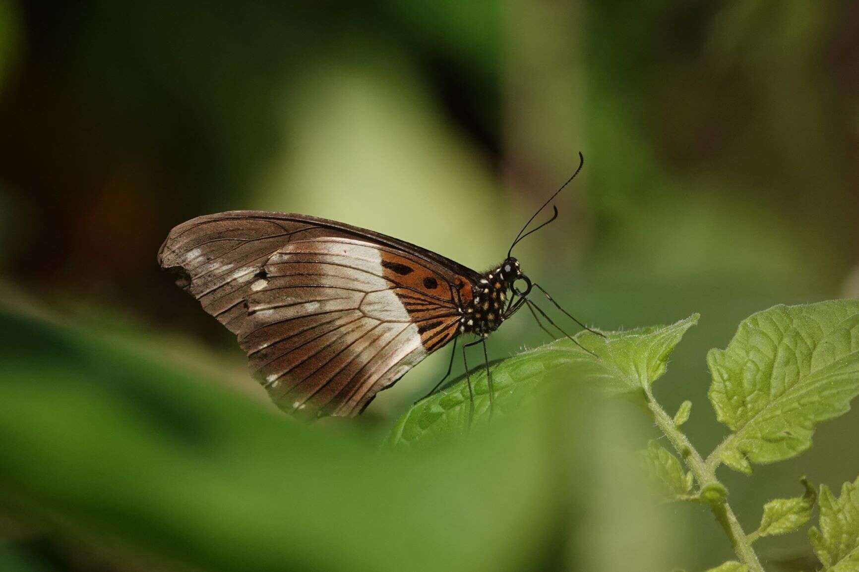 Image of White-banded Swallowtail