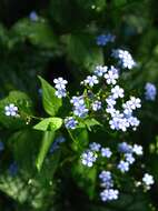 Plancia ëd Brunnera macrophylla (Adams) I. M. Johnst.