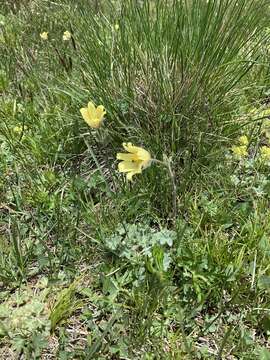 Pulsatilla albana (Steven) Berchtold & J. Presl resmi