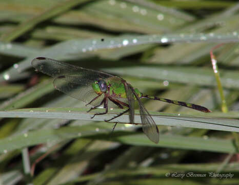 Image of Great Pondhawk