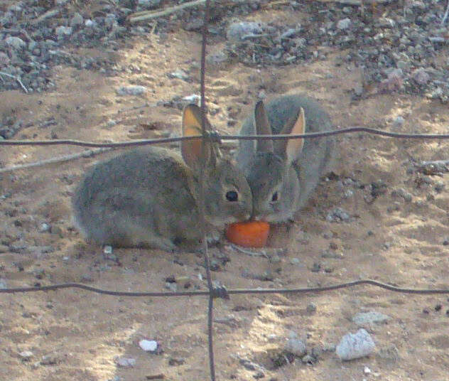 Image of Audubon's Cottontail