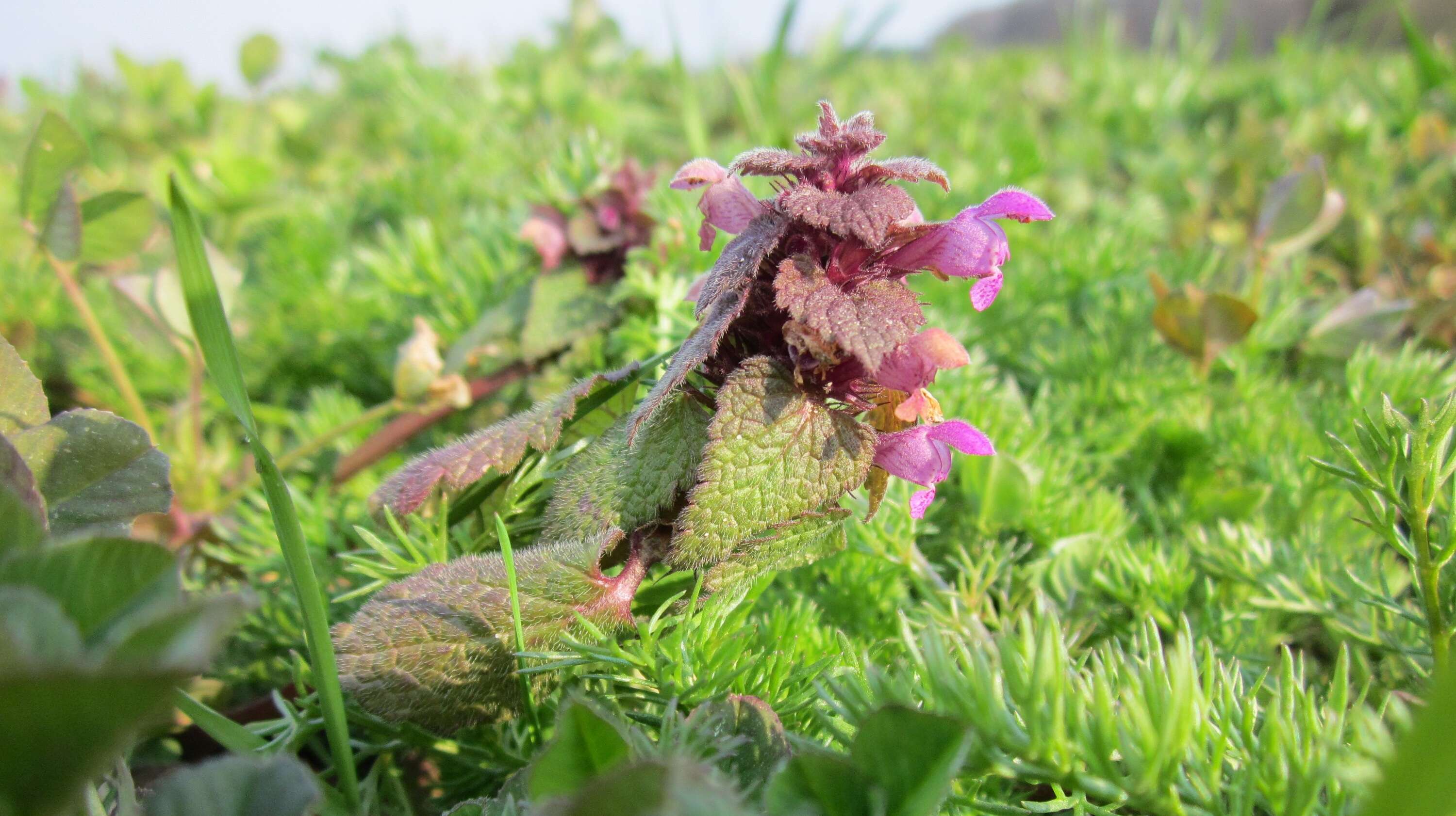 Image of purple archangel