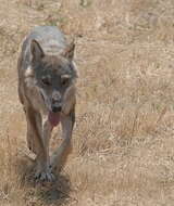 Image of Canis lupus italicus