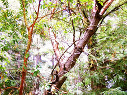 Image of Pacific madrone