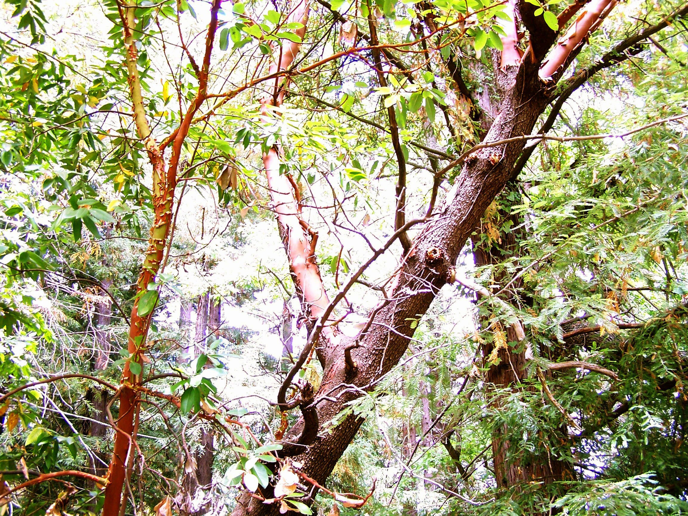 Image of Pacific madrone