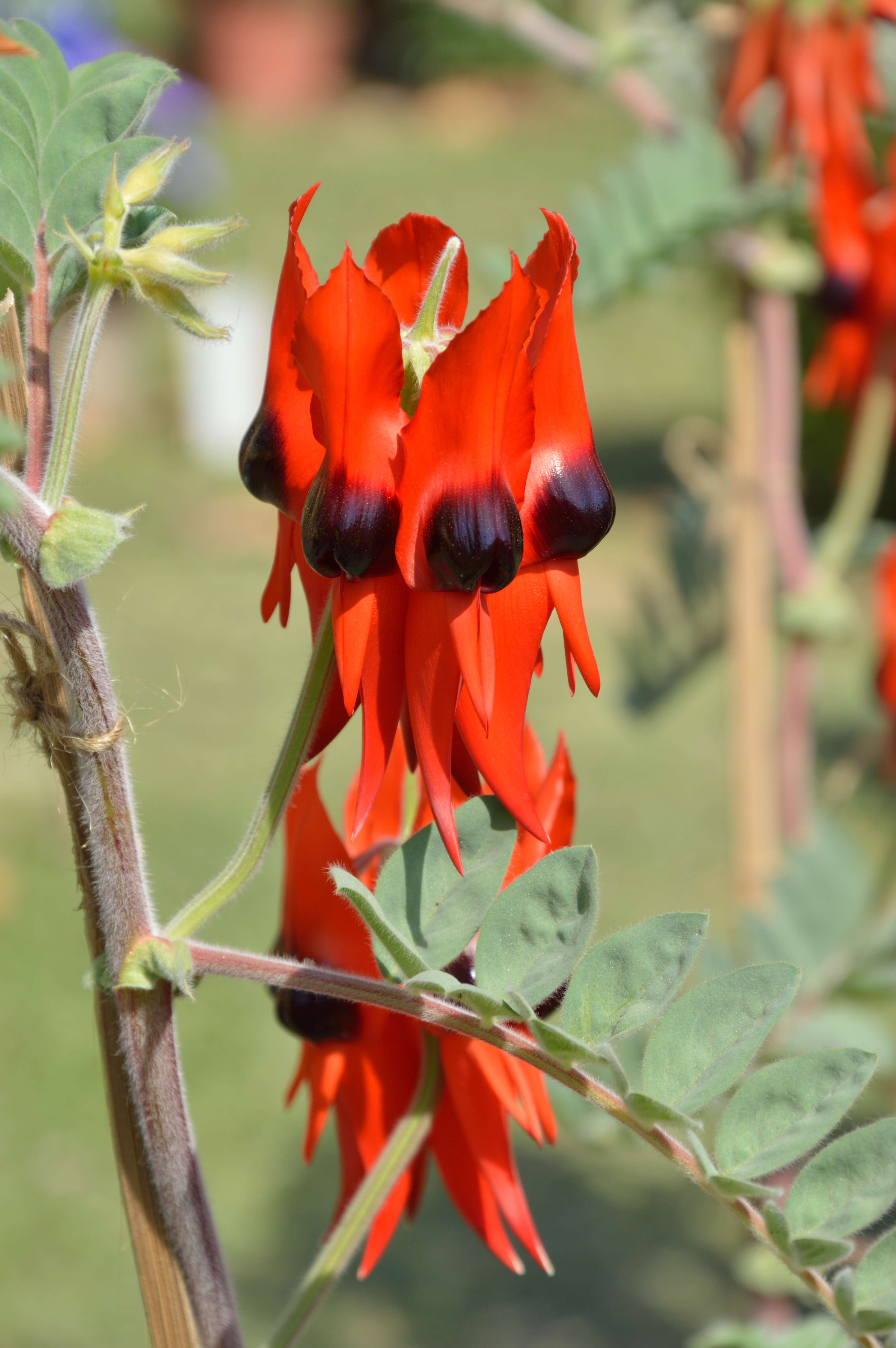 Plancia ëd Swainsona formosa (G. Don) J. Thompson