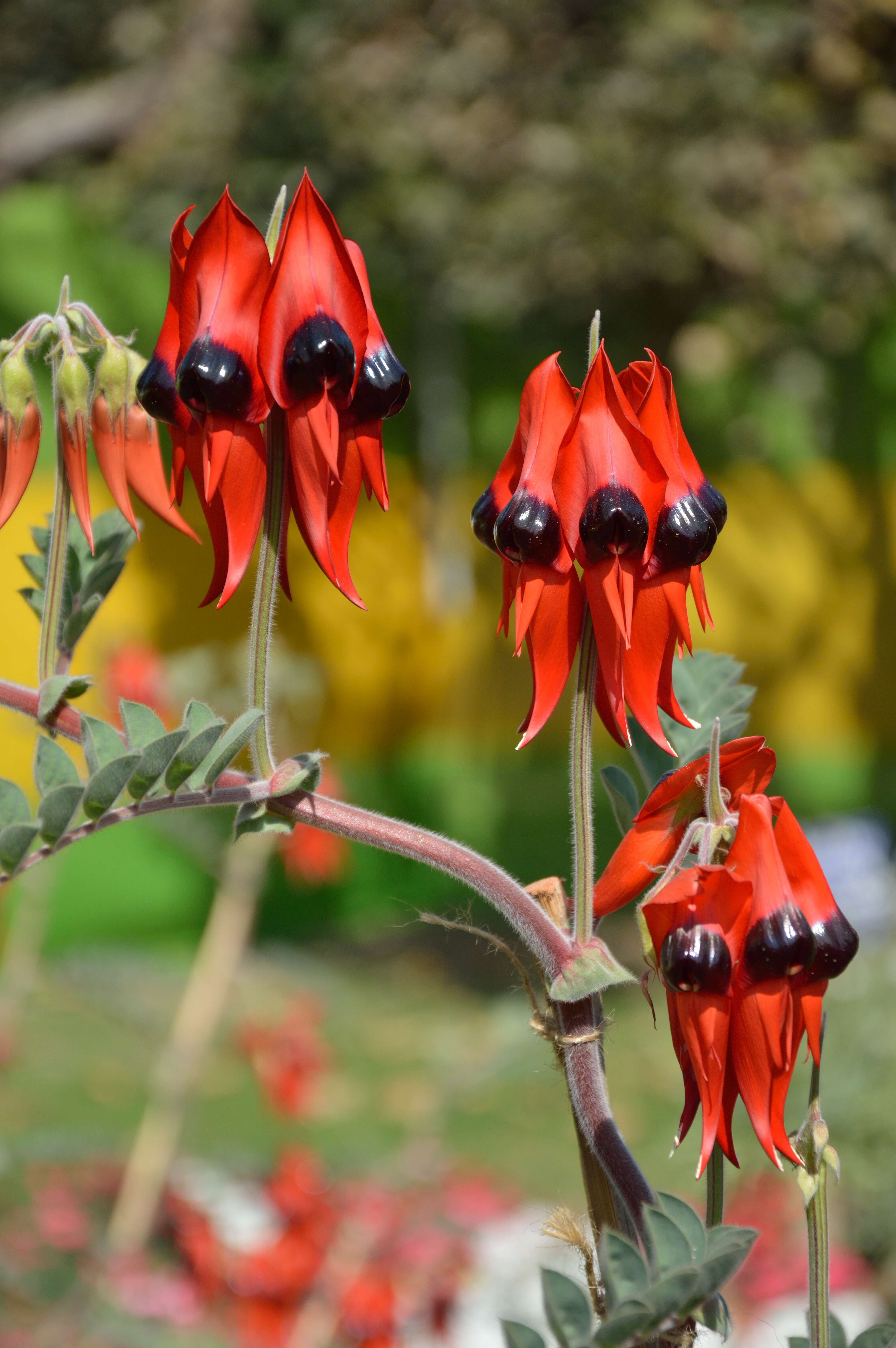 Plancia ëd Swainsona formosa (G. Don) J. Thompson