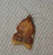 Imagem de Acleris holmiana Linnaeus 1758