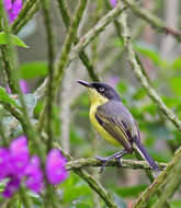 Todirostrum cinereum (Linnaeus 1766) resmi