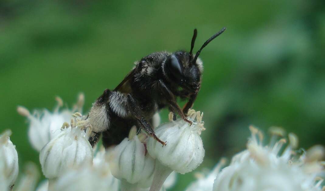 Image of Andrena pilipes Fabricius 1781