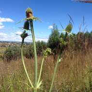 Image of Eryngium alternatum Coult. & N. E. Rose