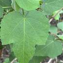 Sivun Hibiscus furcellatus Desr. kuva