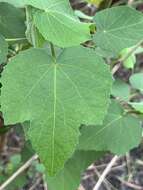 Sivun Hibiscus furcellatus Desr. kuva