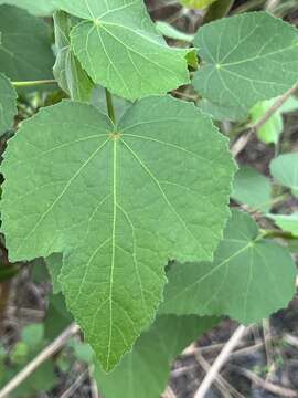 Image of lindenleaf rosemallow