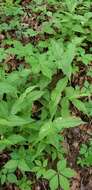 Image of Blue Ridge catchfly