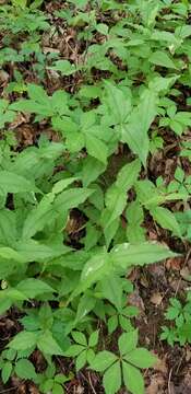 Image of Blue Ridge catchfly