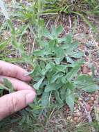 Imagem de Noticastrum acuminatum (DC.) Cuatrec.