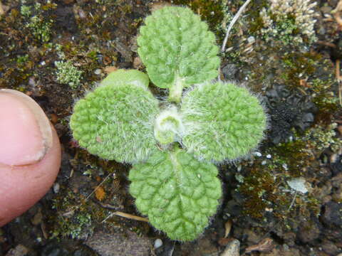 Image of woolly hedgenettle