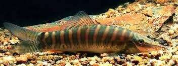 Image of Banded Tiger Loach