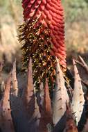 Image of Magalies aloe