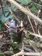 Imagem de Strobilanthes luridus Wight