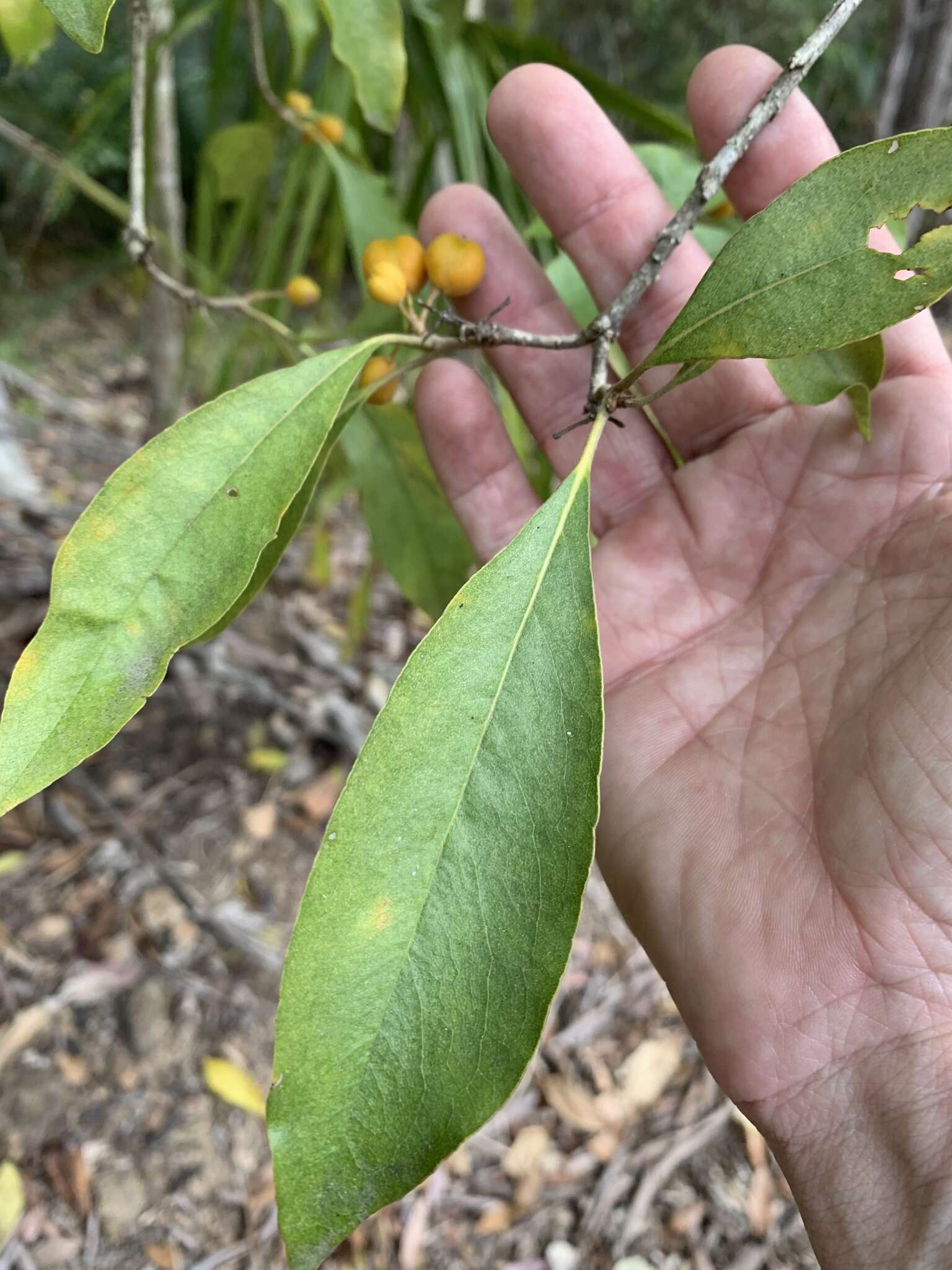 Image of Rusty Pittosporum