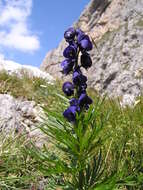 Слика од Aconitum napellus L.