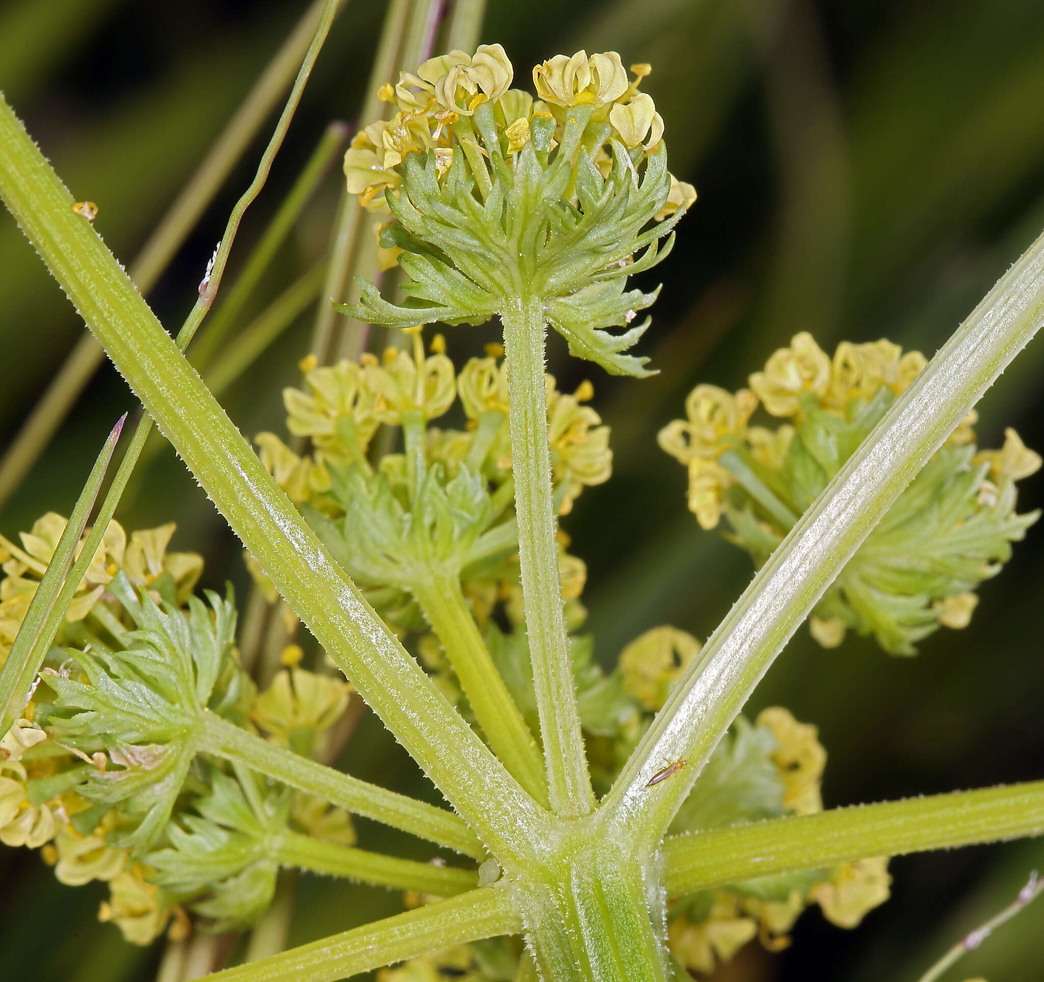 Lomatium caruifolium var. denticulatum (Jepson) Jeps.的圖片