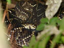 صورة Crotalus durissus terrificus (Laurenti 1768)