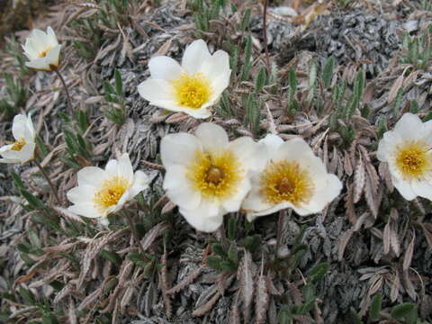 Imagem de Dryas octopetala subsp. punctata (Juz.) Hult.