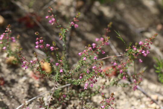 Image of Erica thimifolia Wendl.