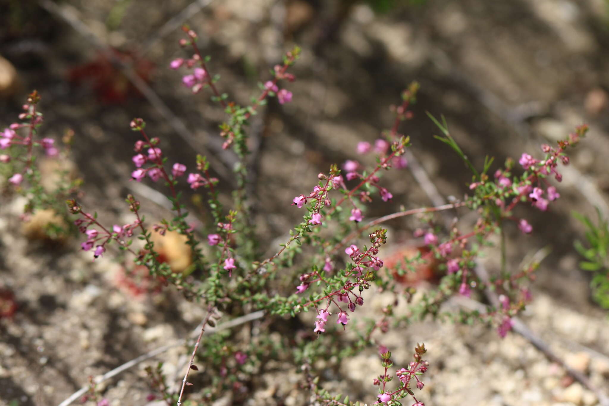 Sivun Erica thimifolia Wendl. kuva