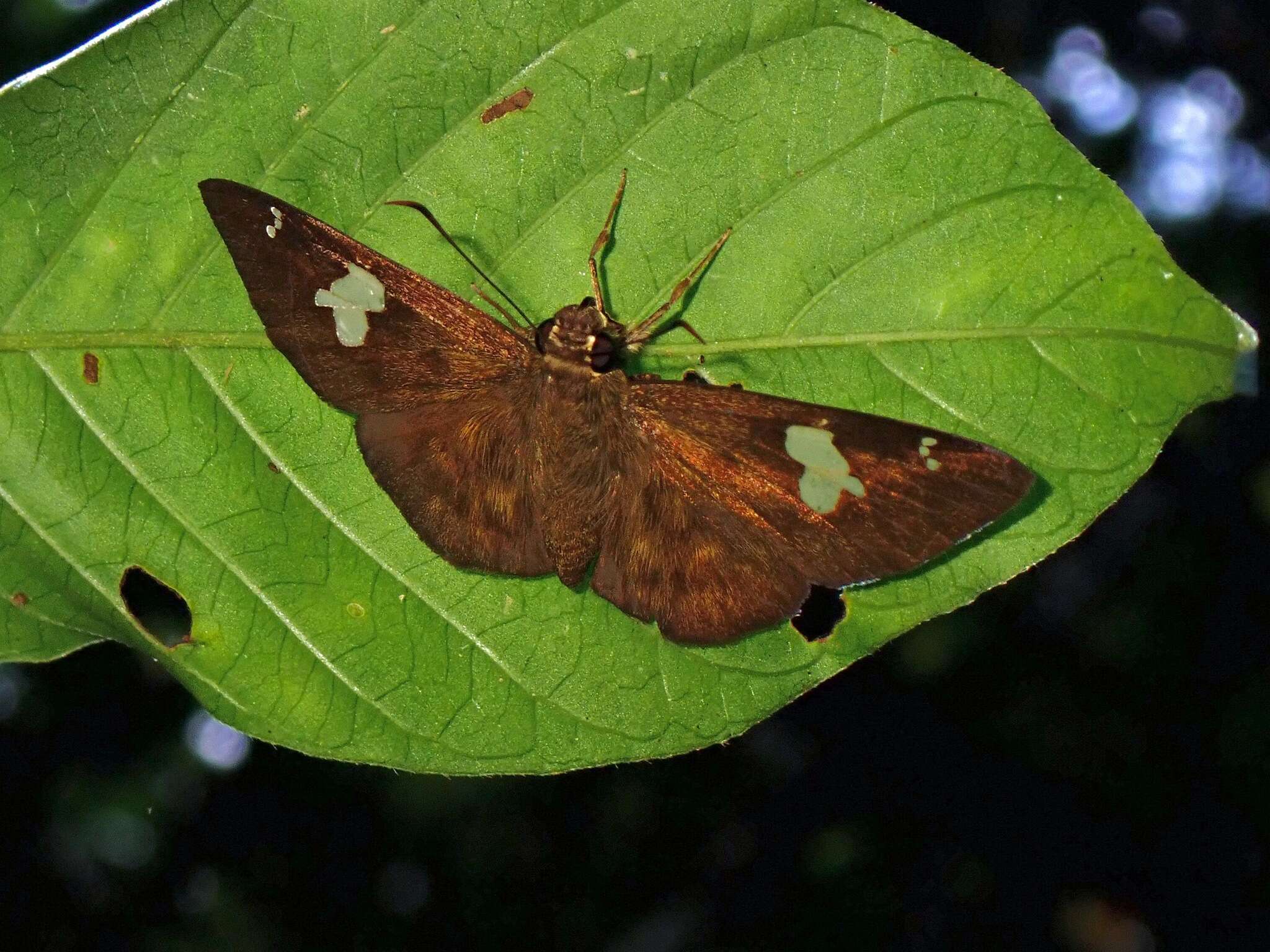 Celaenorrhinus asmara Butler 1879 resmi