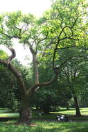 Image of princess tree