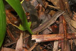 Image of Border Ranges Shadeskink