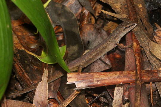 Image of Border Ranges Shadeskink