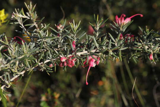 Image of Grevillea lavandulacea Schltdl.