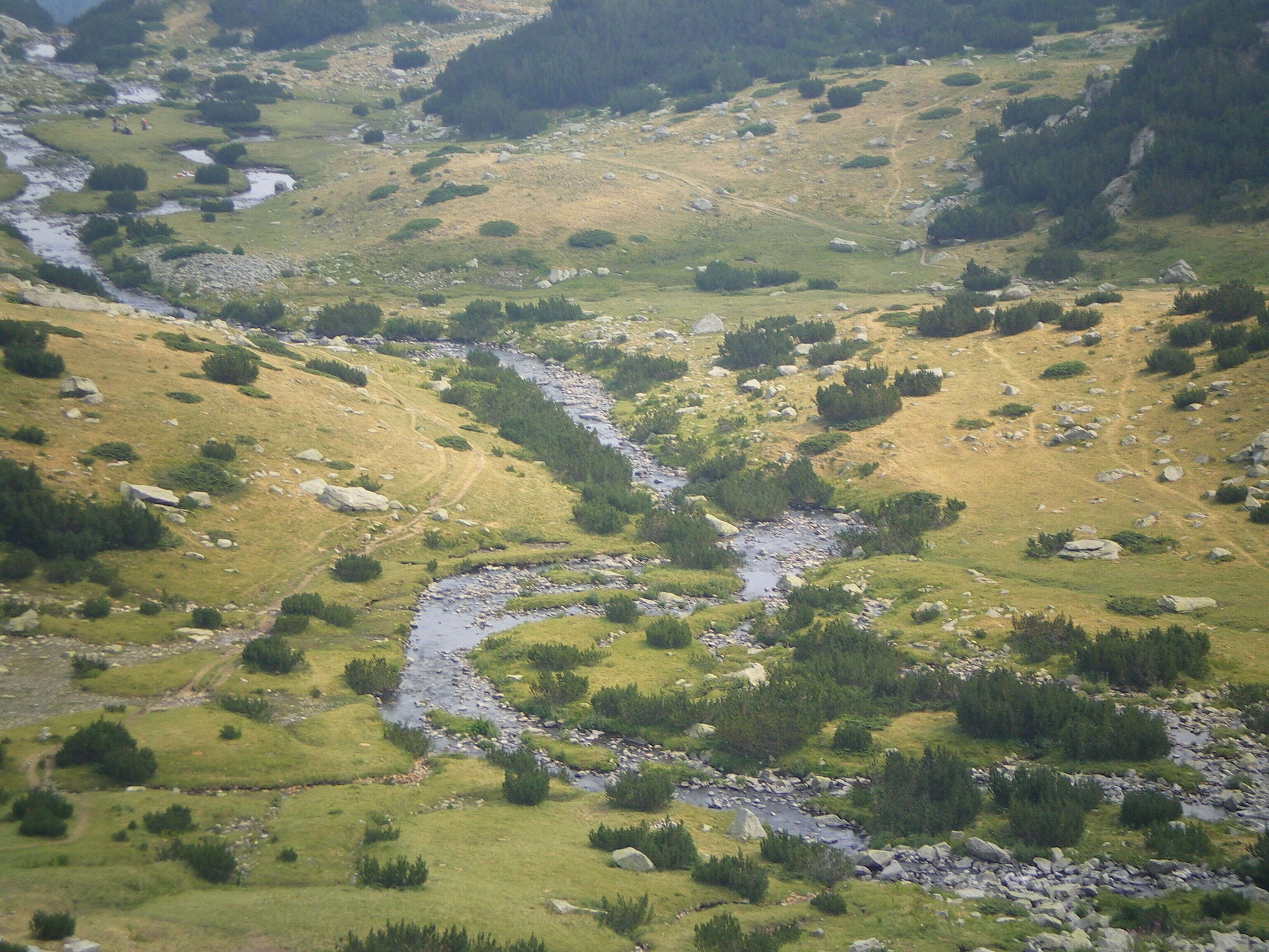 Image of Mountain Pine